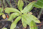 Southern colicroot